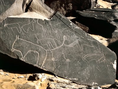 Forhistorie, bergkunst: gravstein som viser løver, antiloper, struts og storfe. Steinalder 5000-2000 f.Kr. Taghit, Haut plateau du Hoggar, Algerie av Prehistoric Prehistoric