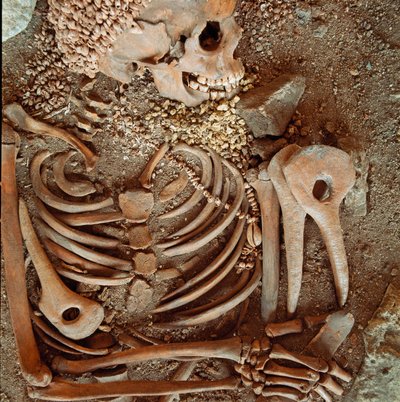 Forhistorie: skjelett og begravelsesbukse av tenåringer sagt om den unge prinsen fra hulen til Arene Candide (Finale Ligure): halskjede av skjell, hjortehorn og flint. Steinalder, øvre paleolitikum. Gener, Museo di archeologia Ligure av Prehistoric Prehistoric