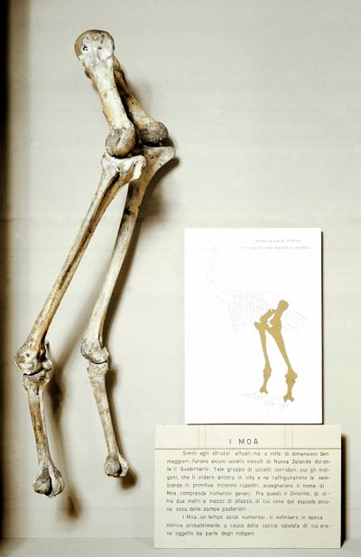 Forhistorie: skjelett av ben til Moa Dinornis, gigantiske fossile fugler fra New Zealand som ikke flyr. krittperioden. Museo civico di storia naturale, Milano av Prehistoric Prehistoric