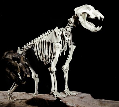Forhistorie: skjelett av hulebjørnen (Ursus spelaeus) fra Caves del Bandito a Roaschia i Italia. Periode av Pleistocene. Museo civico di storia naturale, Milano av Prehistoric Prehistoric