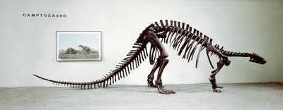 Forhistorie: skjelett av camptosaurus-dinosauren (Camptosaurus Brown). Periode av Superior Jurassic. Museo civico di storia naturale, Milano av Prehistoric Prehistoric