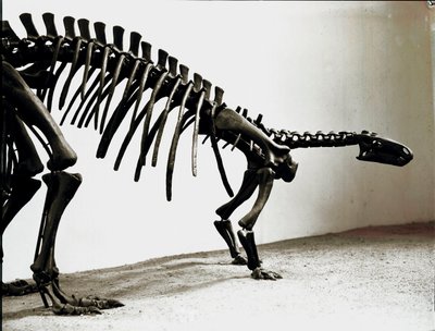 Forhistorie: skjelett av camptosaurus-dinosauren (Camptosaurus Brown). Periode av Superior Jurassic. Museo civico di storia naturale, Milano av Prehistoric Prehistoric