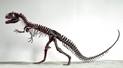 Forhistorie: skjelett av dinosauren Allosaurus fragilis. Periode av øvre jura. Civic Museum of Natural History, Milano av Prehistoric Prehistoric