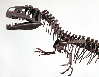 Forhistorie: skjelett av dinosauren Allosaurus fragilis. Periode av øvre jura. Civic Museum of Natural History, Milano av Prehistoric Prehistoric