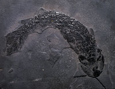 Forhistorie: arter av fossil Gyroptichus, paleozoikum, devonperioden. funnet i Skottland. av Prehistoric Prehistoric