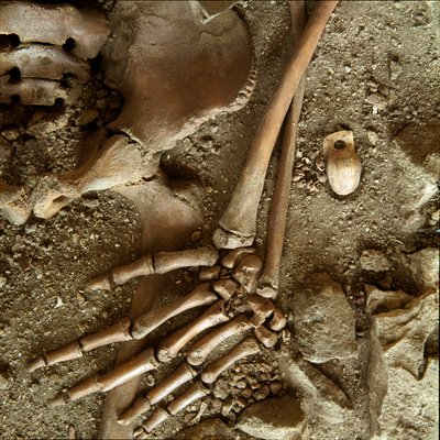 Forhistorie: tenåringsgrav. Detaljvisning av begravelsesbuksen fra hulen til Candid Arene (Finale Ligure), Liguria. Øvre paleolitikum, 24000 f.Kr. Gener, museo di archeologia ligure av Prehistoric Prehistoric