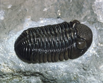 Forhistorie: trilobitt Phacops Rana fossil (leddyr). Alder av paleozoikum, periode av devon. Finn i Ohio, USA av Prehistoric Prehistoric