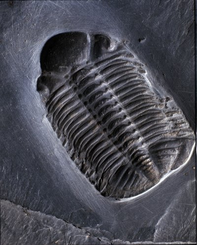Forhistorie: trilobitt Phacops Rana fossil (leddyr). Alder av paleozoikum, periode av devon. Finn i Bundenbach-området i Tyskland. av Prehistoric Prehistoric