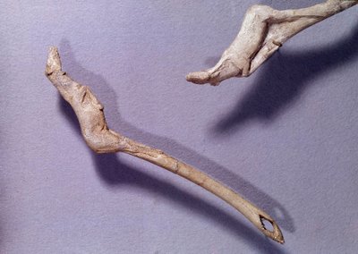Forhistorie: to thrustere sa "" til den hoppende hesten"" laget i reintre. Periode av mellommagdalena. Saint Germain en Laye, Museum of National Archaeology av Prehistoric Prehistoric