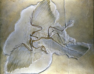 Primitive fugler ble kalt Archaeopteryx. Komplette fossiler er funnet i Bayern, i øvre jura-skifer. av Prehistoric Prehistoric