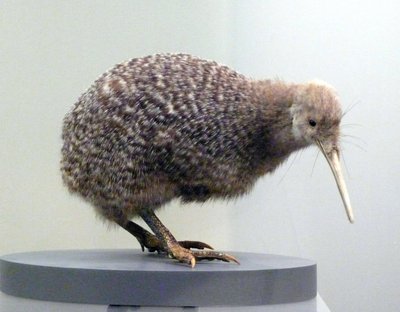 Prøvefugl utstoppet kiwi (apterygides), ute av stand til å fly. Auckland Museum, New Zealand av Prehistoric Prehistoric