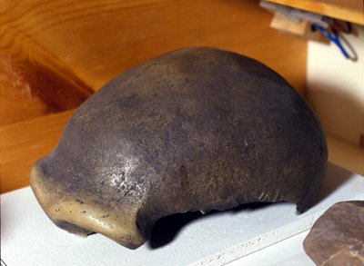 Skull of the Neanderthal Man, oppdaget i Tyskland i 1856. av Prehistoric Prehistoric