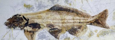 Stør fossilt fotavtrykk, nedre kritt (objekt) av Prehistoric Prehistoric
