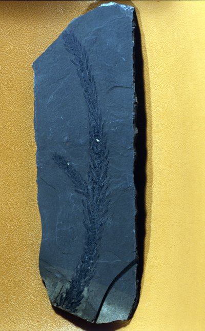forhistorie: Glyptolepsis keuperiana, fossilt bartrær fra øvre triasperioden, mesozoikum. av Prehistoric Prehistoric