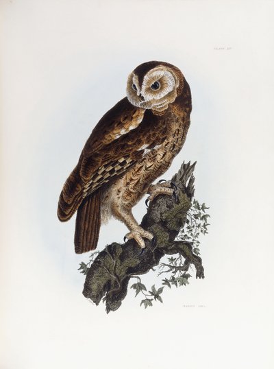 Tawny Owl, 1841 av Prideaux John Selby