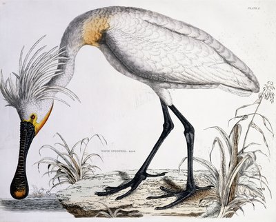 Hvit skjestork, 1834 av Prideaux John Selby