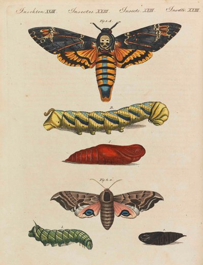 Barnas bildebok Barneleksikon av Friedrich Johann Justin Bertuch, 1798-1830. av Pupils of the Weimar Princely Free