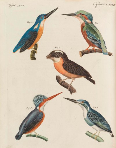 Barnas bildebok Barneleksikon av Friedrich Johann Justin Bertuch, 1798-1830. av Pupils of the Weimar Princely Free