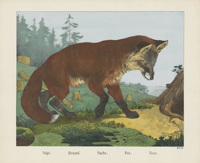 Volpi. / Renard. / Fuchs. / Rev. / Voss (tittel på objekt) av R. Schulz