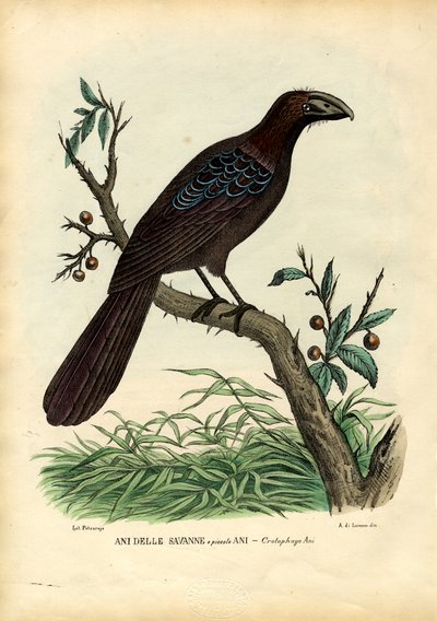 År, 1863-79 av Raimundo Petraroja