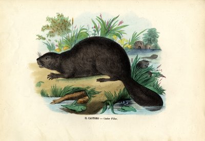 Bever av Raimundo Petraroja