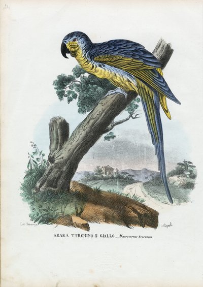 Blå-og-gul ara, 1863-79 av Raimundo Petraroja
