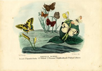 Sommerfugler, 1863-79 av Raimundo Petraroja