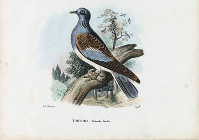 Europeisk turteldue, 1863-79 av Raimundo Petraroja