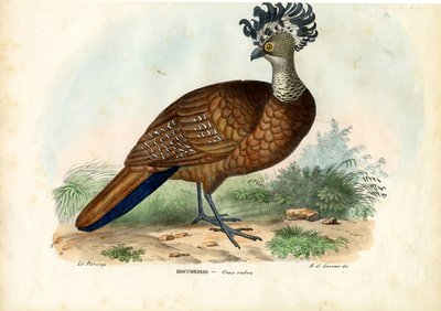 Store Curassow, 1863-79 av Raimundo Petraroja