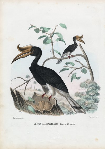 Stor hornfugl, 1863-79 av Raimundo Petraroja