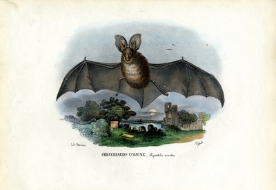 Grå langøret flaggermus, 1863-79 av Raimundo Petraroja