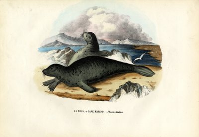 Steinkobbe, 1863-79 av Raimundo Petraroja