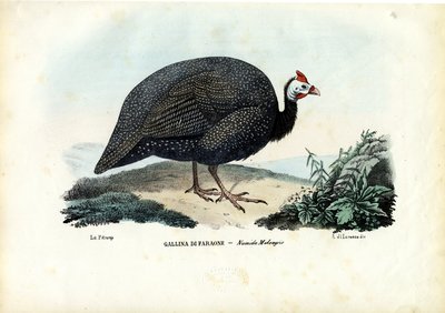 Perlefugl med hjelm, 1863-79 av Raimundo Petraroja