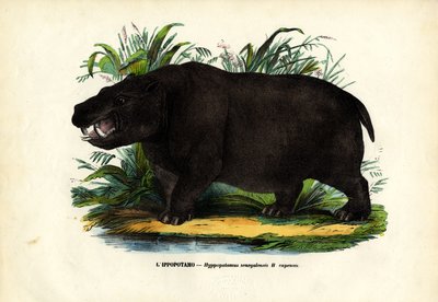 Flodhest, 1863-79 av Raimundo Petraroja