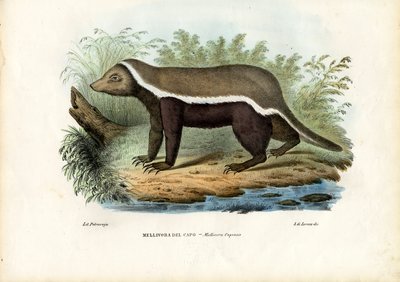 Honninggrevling, 1863-79 av Raimundo Petraroja