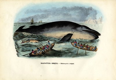Knølhval, 1863-79 av Raimundo Petraroja