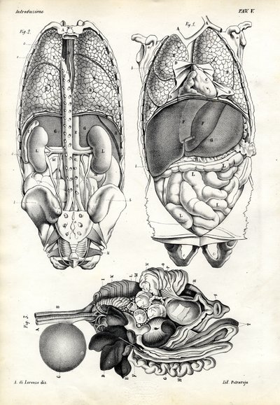 Tarmer, 1863-79 av Raimundo Petraroja