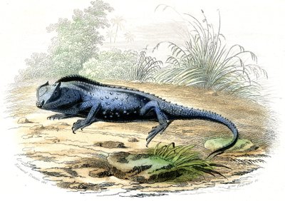The forked head (Lyriocephalus margaritaceus) - Tallerken hentet fra Histoire Naturelle av Bernard Germain de Lacepede (1856-1925), utgave P.Furme, Paris av Raimundo Petraroja