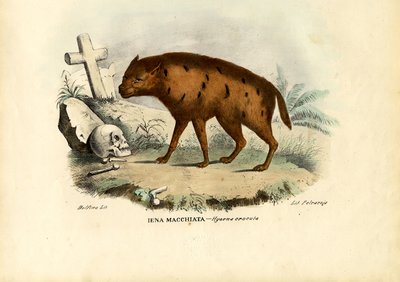 Leende hyene, 1863-79 av Raimundo Petraroja