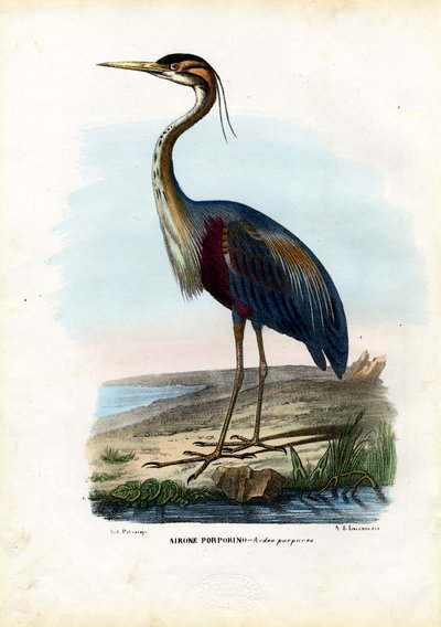 Lilla hegre, 1863-79 av Raimundo Petraroja