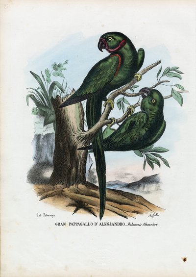 Rose-ringet parakitt, 1863-79 av Raimundo Petraroja
