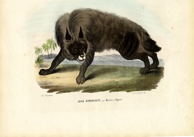 Stripete hyene, 1863-79 av Raimundo Petraroja