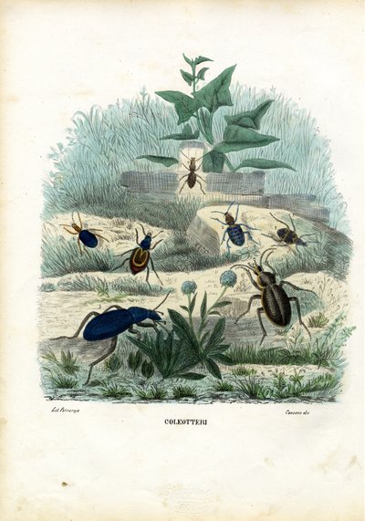 Tigre og jordbiller, 1863-79 av Raimundo Petraroja