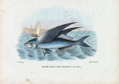 Tropisk fluefisk med to vinger, 1863-79 av Raimundo Petraroja