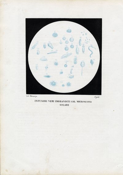 Hjuldyr, 1863-79 av Raimundo Petraroja