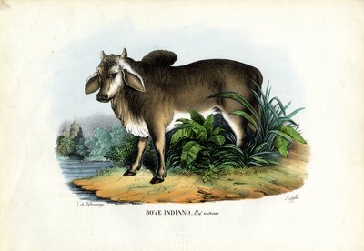 Zebu, 1863-79 av Raimundo Petraroja