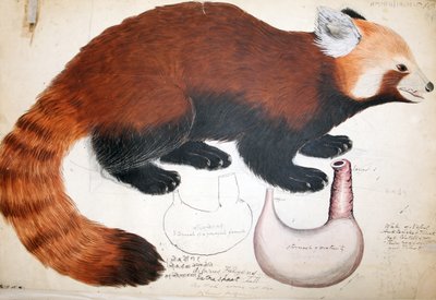 Hodgson Manuscripts Red Panda, 1831-47 (wc, penn og blekk og blyant på papir) av Raj Man Singh