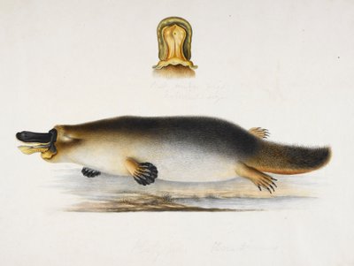 Et andnebbnebb ved et basseng, med en detalj av nebben, ca. 1820 av Ram Sita