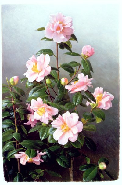  av Raymond Booth