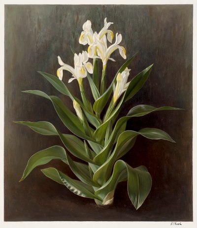  av Raymond Booth